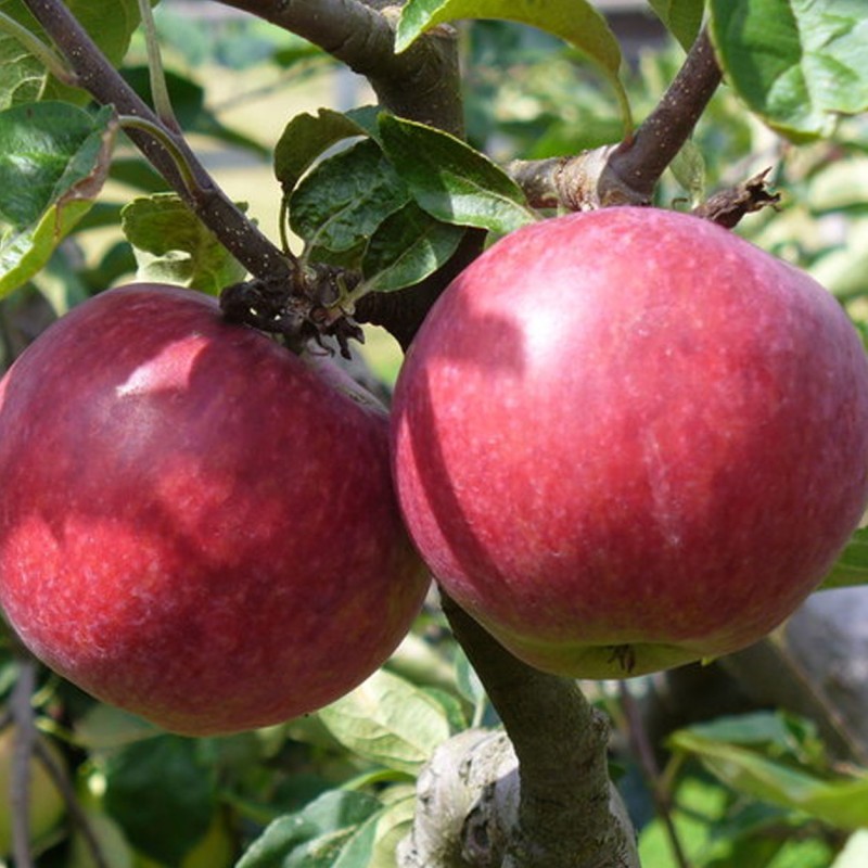 Manzana Chipona